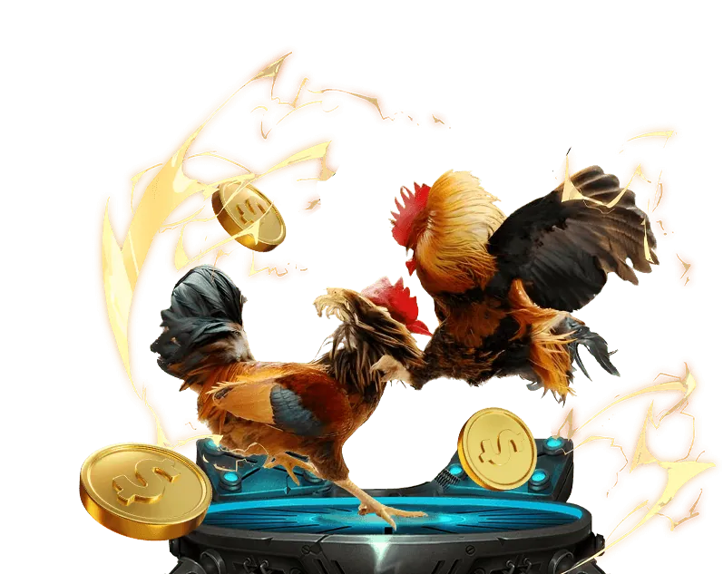 Quy tắc đá gà kuwin best